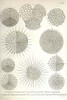 amoeboid holoplanktonic protozoans called Radiolaria with mineral skeleton with an inner endoplasm and ectoplasm Poster Print by Ernst  Haeckel - Item # VARBLL058764529L