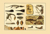 A collection of dinosaur fossils including the famous flying lizard, the archeopteryx, the pteradactyl and the icthyosaur. Poster Print by unknown - Item # VARBLL0587179147