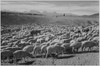 Sheep "Flock in Owens Valley 1941." 1941 Poster Print by Ansel Adams - Item # VARBLL0587400870