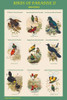 Birds of Paradise Composite Vertical Classroom Poster Poster Print by John  Gould - Item # VARBLL0587320559