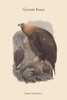 Aquila Chrysaetos - Golden Eagle Poster Print by John  Gould - Item # VARBLL0587313692