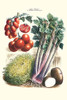 Vegetables; Tomato Varieties, Celery, and Potato.  Illustration from a famous French seed catalog and the vegetables that can be grown. Poster Print by Philippe-Victoire Lev_que  de Vilmorin - Item # VARBLL0587286210