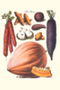 Vegetables; Carrot, potato, onion, and pumpkin.  Illustration from a famous French seed catalog and the vegetables that can be grown. Poster Print by Philippe-Victoire Lev_que  de Vilmorin - Item # VARBLL0587286121