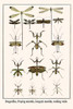 Mantodea, Odonata, Gongylus gongylodeas Poster Print by Albertus  Seba - Item # VARBLL0587298987