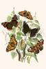 European Butterflies & Moths Poster Print by W.F. Kirby - Item # VARBLL0587321229