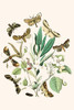 European Butterflies & Moths Poster Print by W.F. Kirby - Item # VARBLL0587321490