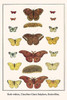 Saturniidae, Pieridae, Antheraea helferi,  Pontia, daplidice, Phoebis sennae, Phoebis trite Poster Print by Albertus  Seba - Item # VARBLL0587298677