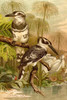 Black & White Kingfishers Poster Print by F.W.  Kuhnert - Item # VARBLL058716553L