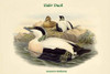 Somateria Mollissima - Eider Duck Poster Print by John  Gould - Item # VARBLL0587320087
