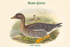 Anser Segetum - Bean Goose Poster Print by John  Gould - Item # VARBLL0587321059
