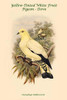 Carpophaga Subflavescens - Yellow-Tinted White Fruit-Pigeon - Dove Poster Print by John  Gould - Item # VARBLL0587319712