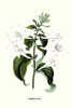 Funkia grandiflora, Corfu Greece, Corfu Lily Poster Print by Louis Benoit  Van Houtte - Item # VARBLL058713001L