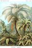 Ferns.  High quality vintage art reproduction by Buyenlarge.  One of many rare and wonderful images brought forward in time.  I hope they bring you pleasure each and every time you look at them. Poster Print by Ernst  Haekel - Item # VARBLL058764578L