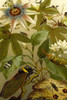 Passion flower with Insects Poster Print by F.W.  Kuhnert - Item # VARBLL058716558L