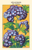 Garden heliotrope of Peru Poster Print by unknown - Item # VARBLL0587409959