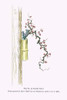 Print from a collection of Japanese flower arrangements known as Ikebana.  Tsuru-umemodoki & Rindo in a Bamboo Vase Poster Print by Josiah Conder - Item # VARBLL0587266163