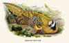 Reeve's Pheasant-Birds of Asia Poster Print by John Gould - Item # VARBLL0587393106