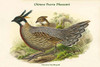 Pucrasia Xanthospila - Chinese Pucra Pheasant Poster Print by John  Gould - Item # VARBLL0587319275