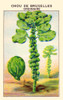 Brussels common cabbage Poster Print by unknown