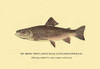 Charles Zibeon Southard penned a book about Trout fishing in America and this illustration showed one of the species. Poster Print by H.H. Leonard - Item # VARBLL0587023082