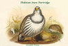Tetraogallus Tibetanus - Thibetan Snow Partridge Poster Print by John  Gould - Item # VARBLL0587320672