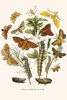 European Butterflies & Moths Poster Print by W.F. Kirby - Item # VARBLL058732208x