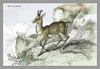 Engravings of horned mammals in natural settings, hand tinted. Poster Print by John Stewart - Item # VARBLL0587058021