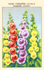 Alcea Rose Poster Print by unknown - Item # VARBLL0587409819