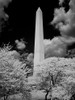 Washington Monument Poster Print - Item # VARBLL058756951L