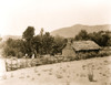 An Indian home and orchard, Tejon ranch, Kern County, California Poster Print - Item # VARBLL058751247L
