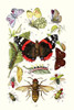 Blue Butterfly, Red Admiral, Firetail and Sun Beetle Poster Print by James  Sowerby - Item # VARBLL058718729L