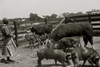 Jorena Pettway with some of the Gees Bend livestock, Alabama Poster Print - Item # VARBLL058744957L