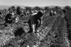 Carrot pullers from Texas, Oklahoma, Missouri, Arkansas and Mexico. Coachella Valley, California Poster Print by Dorothea Lange - Item # VARBLL0587240733