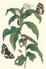 Costus arabicus & telchin licus Poster Print by Maria Sibylla  Merian - Item # VARBLL0587287535