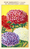 Queen Margaret Chrysamthemum Poster Print by unknown - Item # VARBLL0587410094