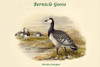 Bernica Leucopsis - Bernicle Goose Poster Print by John  Gould - Item # VARBLL0587321091