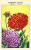 Great Pincushion Flower Poster Print by unknown - Item # VARBLL0587409789