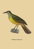 A yellow and green bird perched on a branch. Poster Print by unknown - Item # VARBLL0587055332