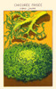 Yellow heart chicoree Poster Print by unknown - Item # VARBLL0587408944