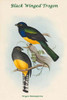 Trogon Melanopterus - Black Winged Trogon Poster Print by John  Gould - Item # VARBLL0587318384