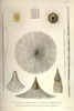 amoeboid holoplanktonic protozoans called Radiolaria with mineral skeleton with an inner endoplasm and ectoplasm Poster Print by Ernst  Haeckel - Item # VARBLL058764504L