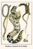 Serpentes, Squamata, Orchiaceae Poster Print by Albertus  Seba - Item # VARBLL0587297379