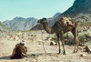 Sinai. Wady Es-Sheikh, Poster Print - Item # VARBLL058754102L