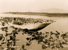 Klamath woman in a dugout canoe resting in a field of wokas, or great yellow water lilies used as food, probably in the Klamath Basin area of Oregon. Poster Print - Item # VARBLL058746929L