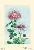 Japanese print of Drawing shows the leaves and blossoms of a kiku. Poster Print by Megata Morikaga - Item # VARBLL0587419059