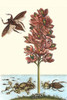 Eichhornia crassipes, Phrynobyas venulosa & Lethoceras grandis Poster Print by Maria Sibylla  Merian - Item # VARBLL058728773x