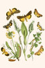European Butterflies & Moths Poster Print by W.F. Kirby - Item # VARBLL0587321547