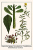 Euphorbia, Spurge, Dorotheniatus, Caesalpiniceae, Helianthemum, Sun Rose Poster Print by Albertus  Seba - Item # VARBLL0587296518