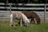 Ponies in Rural Alabama Poster Print