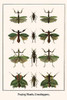 Choeradodis strumaria, Mantodea, Orthoptera Poster Print by Albertus  Seba - Item # VARBLL0587298995